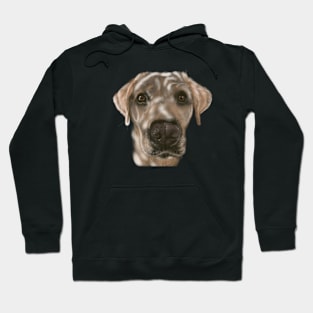 A Sweet Labrador Puppy Hoodie